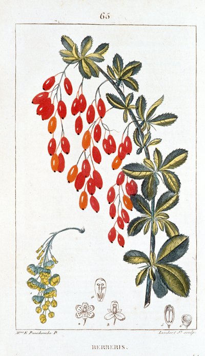 Botanische plaat van Berberis sp, Berberis stekel door Unbekannt