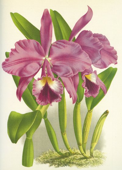Botanische plaat/Cattleya labiata var. Autumnalis/Lindenia door Unbekannt