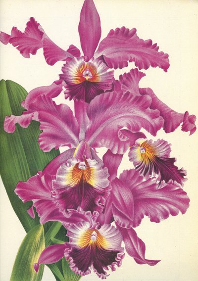 Botanische plaat/Cattleya labiata var. Perfecta/Lindenia door Unbekannt