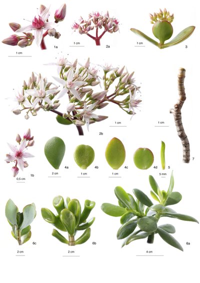 Botanische plaat Crassula ovata door Unbekannt