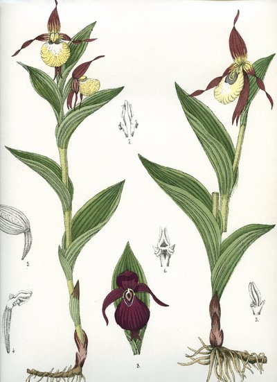 Botanische plaat/Cypripedium calceolus/Venus