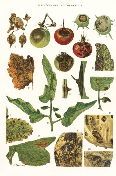 Botanische plaat/ Fruit groenteziekten door Unbekannt