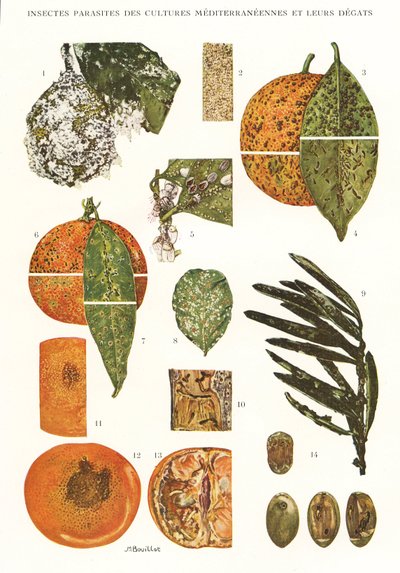 Botanische plaat/Plagen van mediterrane gewassen door Unbekannt