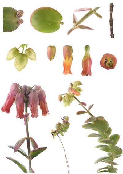 Botanische plaat/Kalanchoe marnieriana door Unbekannt