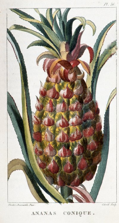 Botanische plaat van een ananas door Unbekannt