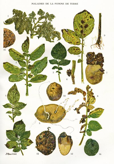 Botanische plaat/Aardappelziekten/Solanum tuberosum door Unbekannt