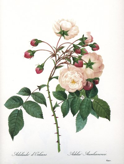 Botanische plaat/Rosa aurelianensis/Roos 