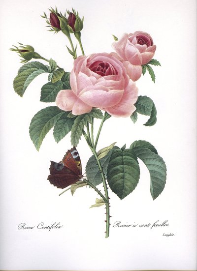 Botanische plaat/Rosa centifolia/Roze honderd bladeren/Redouté door Unbekannt