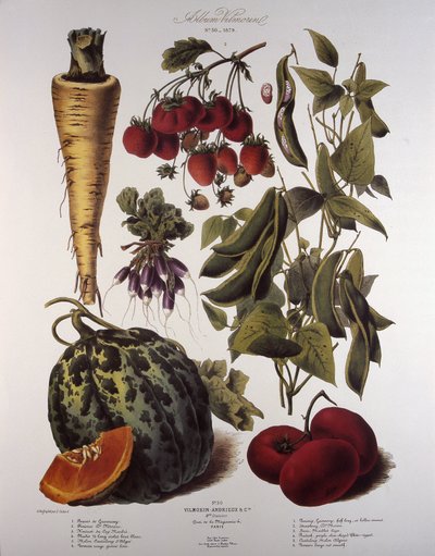 Botanische plaat/Vilmorin door Unbekannt