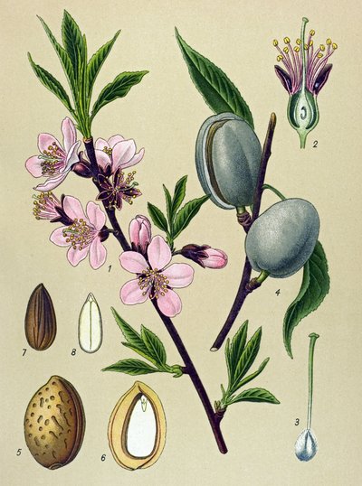 Botanische plaat. Amandel: gewone amandel (Amygdalus communis) door Unbekannter Künstler
