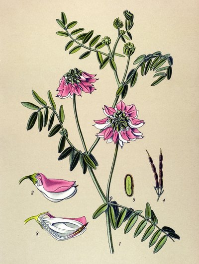 Botanische plaat, plant: Coronilla bigarree (Coronilla varia) door Unbekannter Künstler