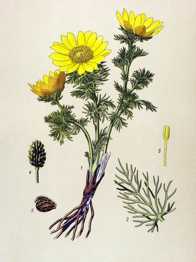 Botanisch bord, giftige en geneeskrachtige plant: Voorjaarsadonis (Adonis vernalis) door Unbekannter Künstler