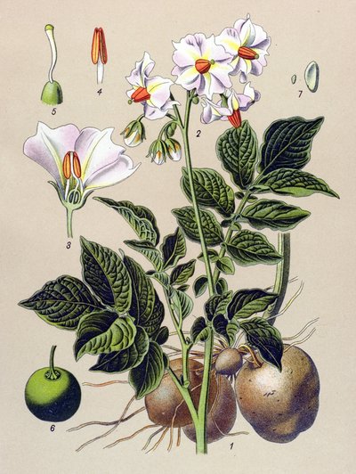 Botanische plaat, aardappelplant, aardappel (Solanum tuberosum) door Unbekannter Künstler