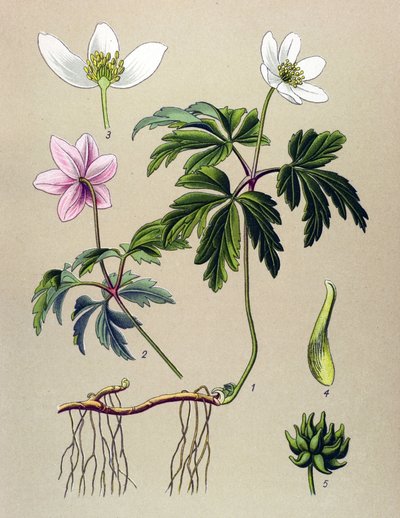 Botanische plaat. Giftige en medicinale plant: Anemoon sylvie of Anemoon van de bossen (Anemone nemorosa) door Unbekannter Künstler