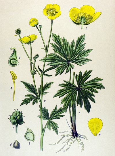 Botanisch bord, giftige en geneeskrachtige plant: Boterbloem (Ranunculus acris) door Unbekannter Künstler
