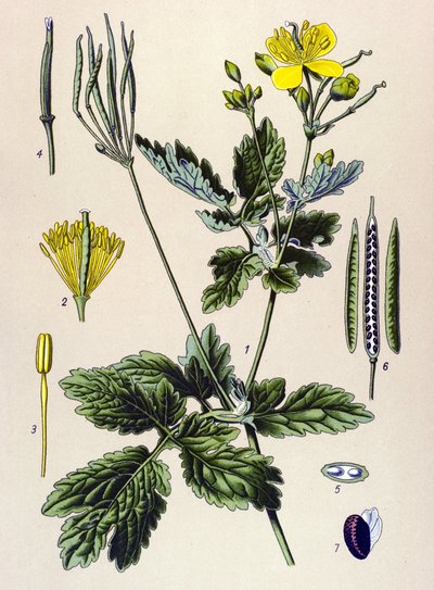 Botanische plaat, giftige en medicinale plant: grote stinkende gouwe (Chelidonium majus) door Unbekannter Künstler
