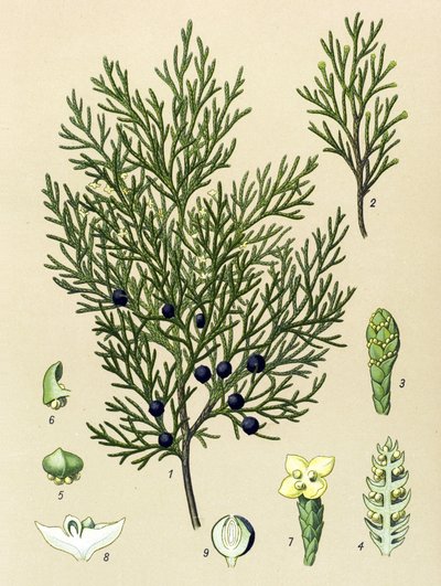 Botanische plaat. Giftige en medicinale plant: sabijnse jeneverbes (Juniperus sabina) door Unbekannter Künstler