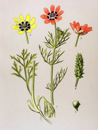 Botanische plaat. Giftige en medicinale plant: zomeradonis (Adonis aestivalis) door Unbekannter Künstler