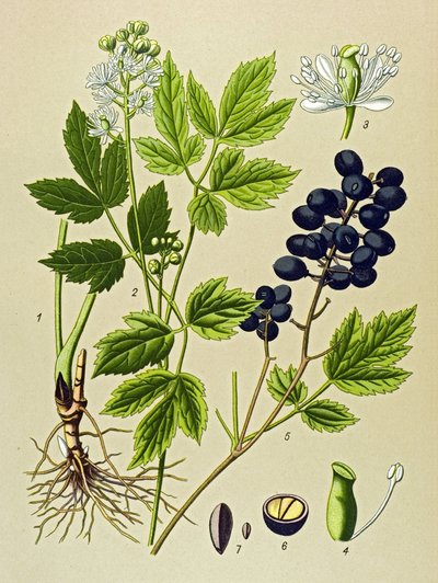Botanische plaat, giftige en medicinale plant: zomeradonis (Adonis aestivalis) door Unbekannter Künstler