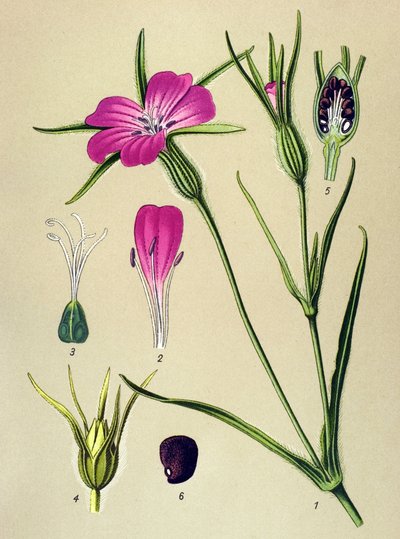 Botanische plaat. Giftige plant: Blew