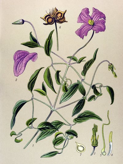 Botanische plaat. Giftige plant: Clematis viticella door Unbekannter Künstler