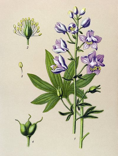 Botanisch bord, giftige plant: Ridderspoor (Delphinium staphysagria) door Unbekannter Künstler