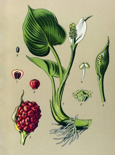 Botanische plaat, giftige plant: moerasaronskelk (Calla palustris) door Unbekannter Künstler