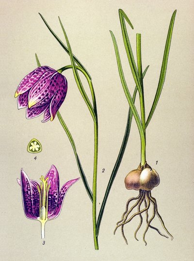 Botanische plaat. Giftige plant: kievitsbloem (Fritillaria meleagris) door Unbekannter Künstler