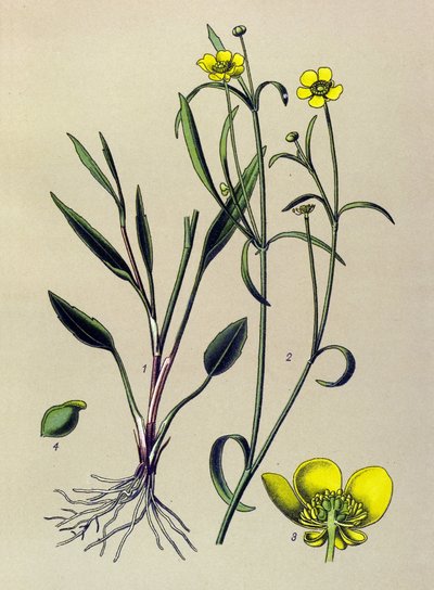 Botanische plaat, giftige en medicinale plant: vlam boterbloem, kleine gracht of kleine vlam (Ranunculus flammula) door Unbekannter Künstler