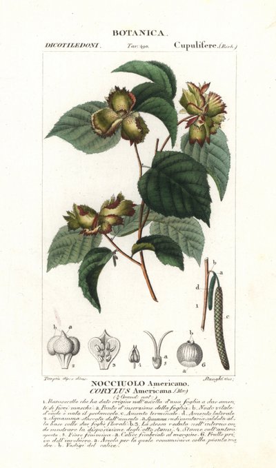 Botanisch bord: hazelnoot en hazelnoot - Amerikaanse hazelnoot, Corylus americana, inheems in Noord-Amerika. Handgekleurde kopergravure uit Jussieu