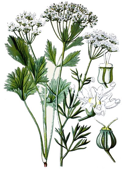 Botanisch bord, geneeskrachtige plant: anijs door Unbekannter Künstler