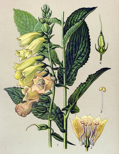 Botanisch bord, plant: Grootbloemige vingerhoedskruid (Digitalis grandiflora) door Unbekannter Künstler