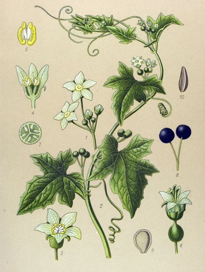 Botanisch bord, plant: heggenrank (Bryonia alba). door Unbekannter Künstler
