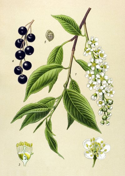 Botanisch bord, plant: Vogelkers (Prunus padus) door Unbekannter Künstler