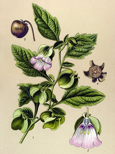 Botanische plaat, plant: Peruaanse peer of Peruaanse appel (Nicandra physaloides) door Unbekannter Künstler
