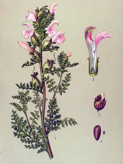 Botanische plaat, plant: moerashelmkruid (Pedicularis palustris) door Unbekannter Künstler