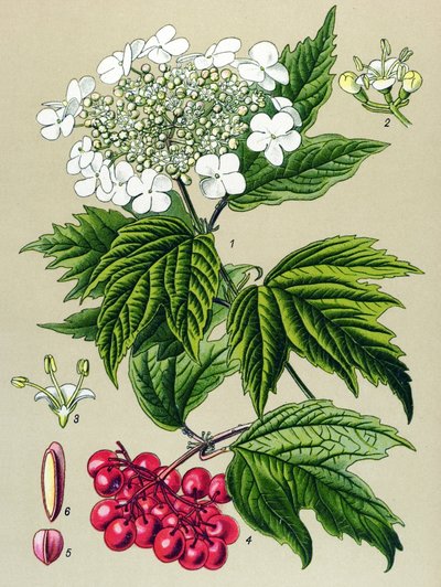 Botanische plaat, plant: Gelderse roos (Viburnum opulus) door Unbekannter Künstler