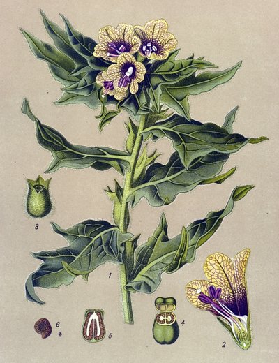 Botanische plaat, plant: zwarte rand (Hyoscyamus niger) door Unbekannter Künstler