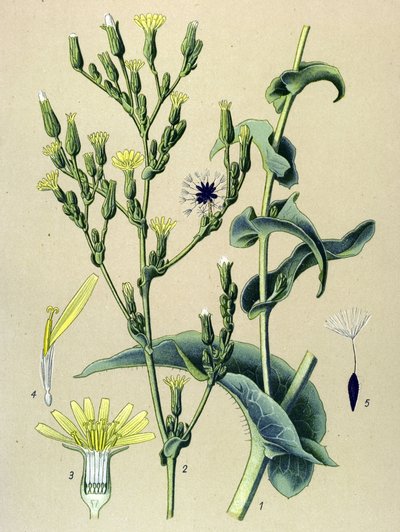 Botanische plaat, plant: wilde sla (Lactuca virosa) door Unbekannter Künstler