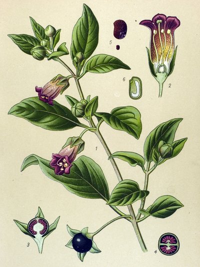 Botanisch bord, plant van La belladonna (Atropa belladonna) door Unbekannter Künstler