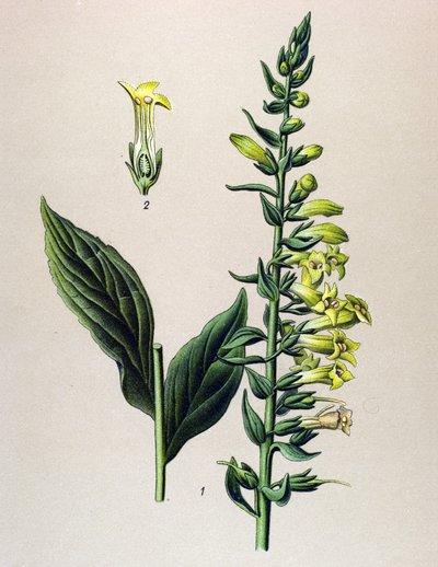 Botanische plaat, plant: gele of kleine vingerhoedskruid (Digitalis lutea) door Unbekannter Künstler