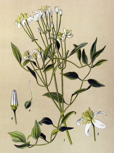 Botanische plaat: giftige en medicinale plant: Erect Clematis (Clematis recta) door Unbekannter Künstler