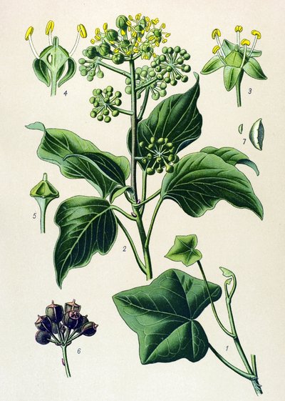 Botanisch bord, giftige en geneeskrachtige plant: Klimop (Hedera helix) door Unbekannter Künstler