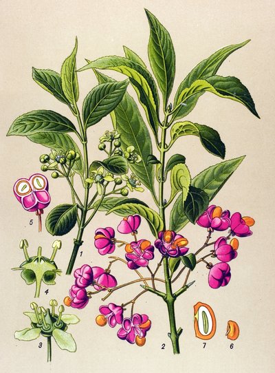 Botanische plaat, giftige plant: Europese kardinaalsmuts (Euonymus europaeus) door Unbekannter Künstler
