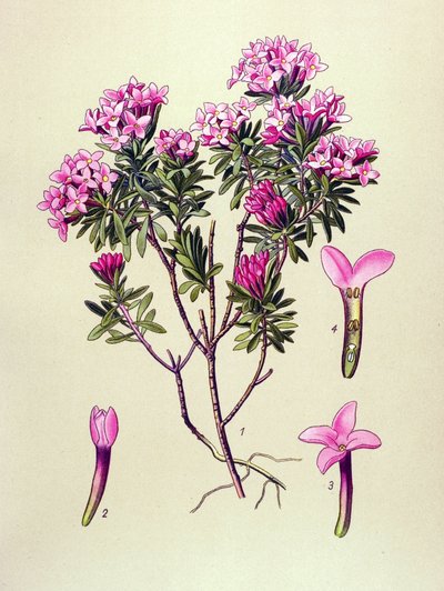 Botanische plaat, giftige plant: alpenroos (Daphne cneorum) door Unbekannter Künstler