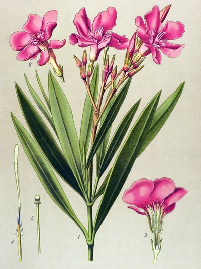 Botanische plaat, giftige en medicinale plant: roze oleander (Nerium oleander) door Unbekannter Künstler