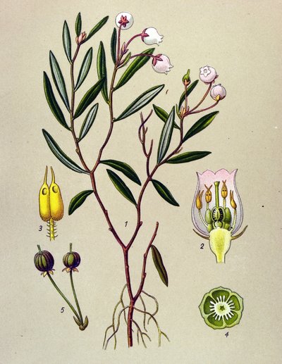Botanische plaat, giftige plant: Andromeda polifolia door Unbekannter Künstler