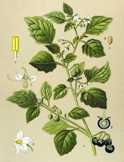 Botanische plaat, giftige plant: zwarte nachtschade (Solanum nigrum) door Unbekannter Künstler