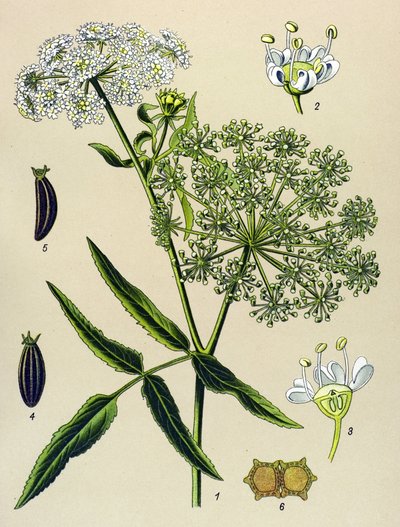 Botanisch bord, giftige plant: Grote waternavel (Sium latifolium) door Unbekannter Künstler