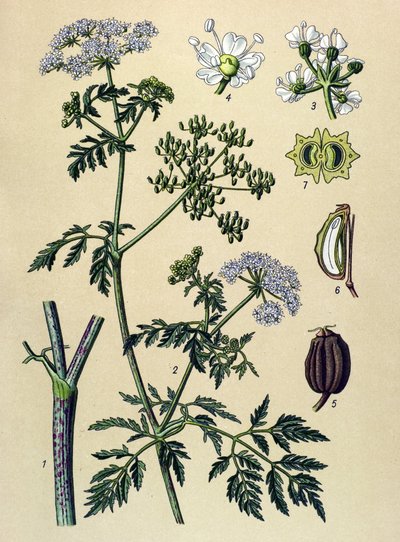 Botanische plaat, giftige plant: gevlekte scheerling (Conium maculatum) door Unbekannter Künstler